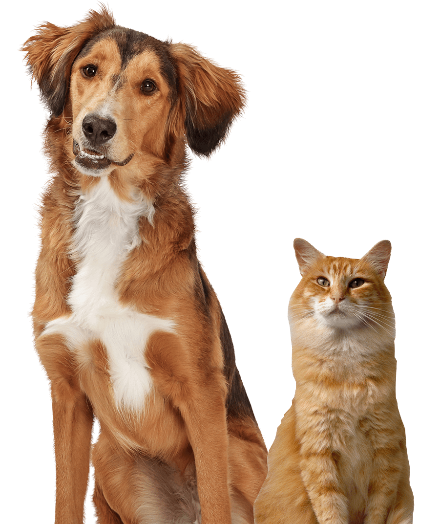 3 cat reaching up and to the right surrounded by paw and yarn doodles
