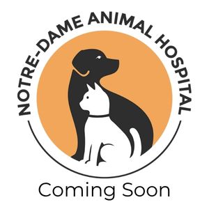 Notre-Dame Coming Soon