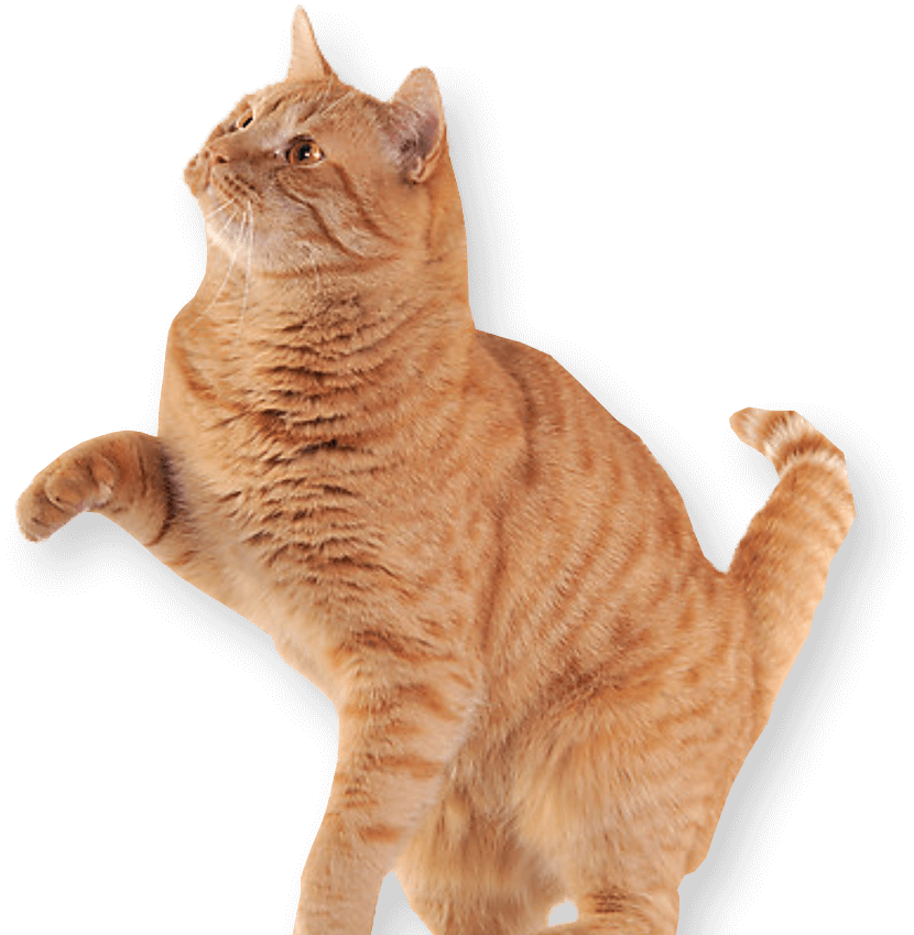 cat reaching up and to the right surrounded by paw and yarn doodles