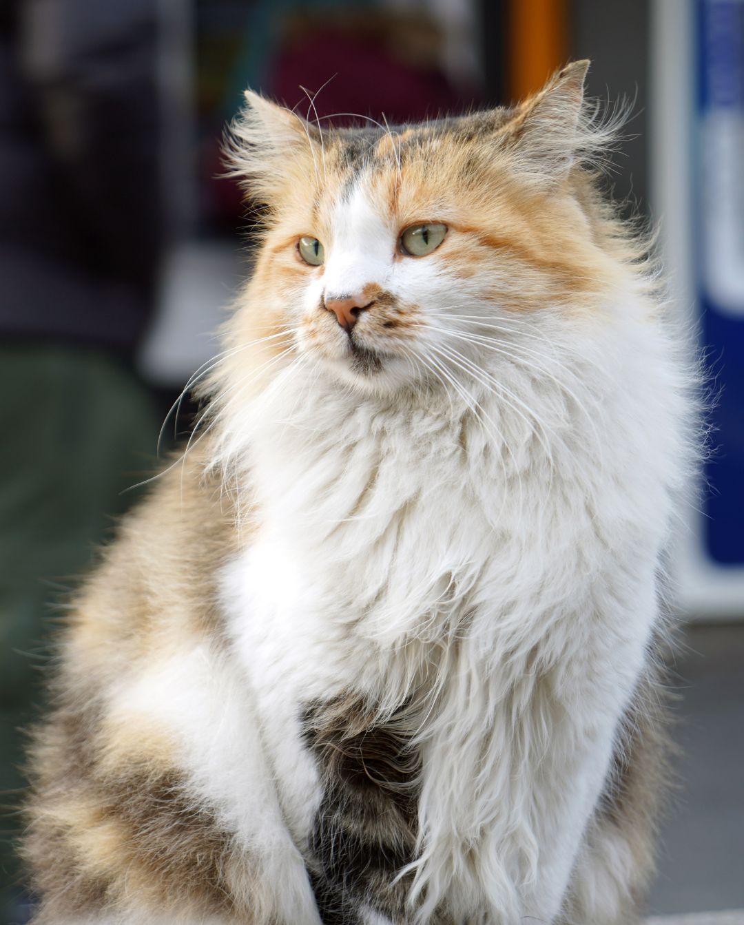 a long haired cat sitting on the sidewalk