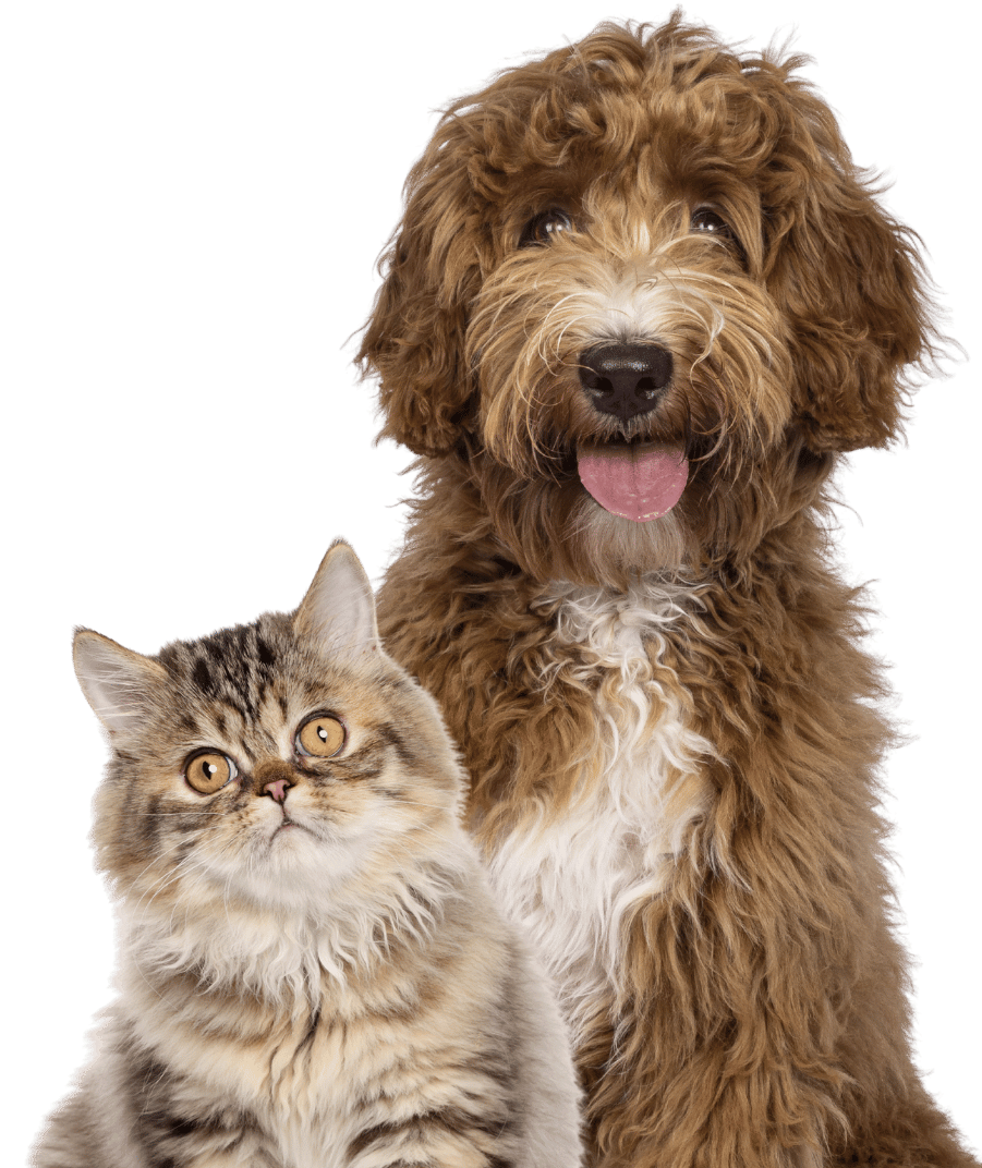 A dog and a cat peacefully sitting side by side, highlighting their friendship and relaxed posture