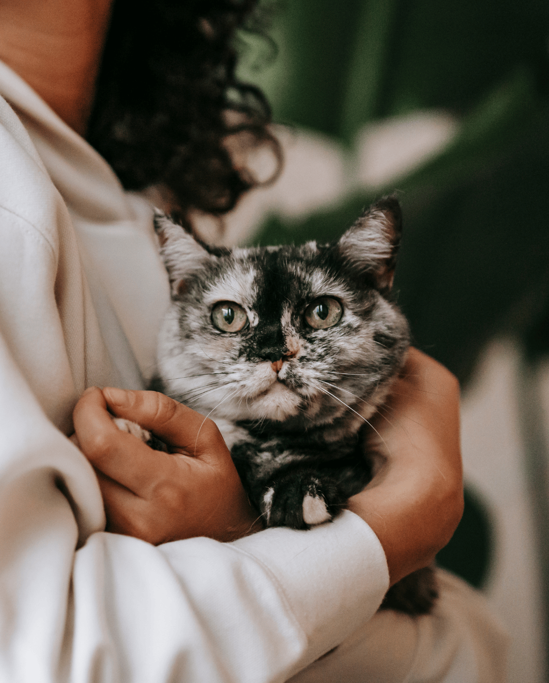 A person is holding a cat in their arms