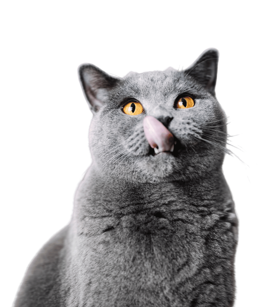 A dog and a cat sitting next to each other