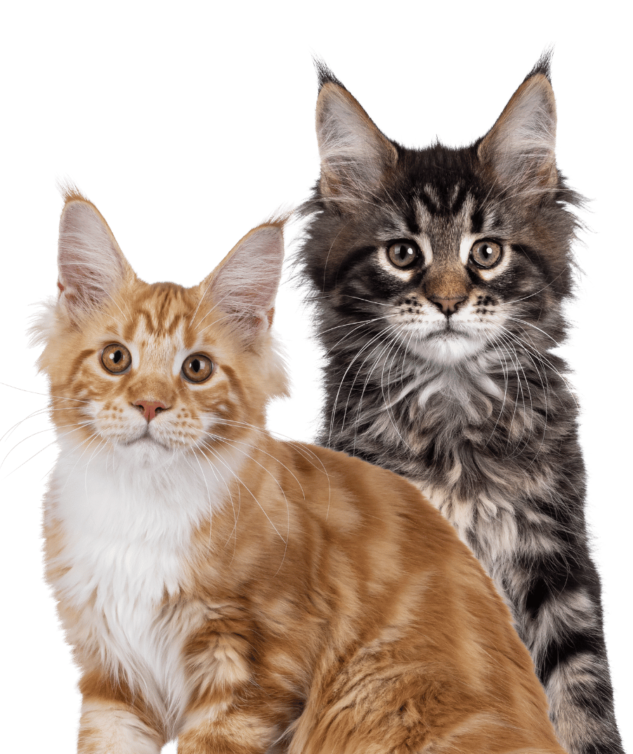 A dog and a cat sitting closely together