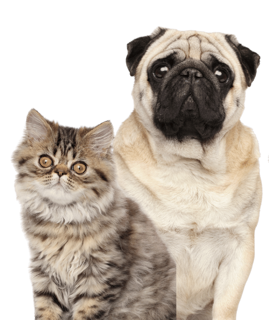 A dog and cat cuddled together on a white background