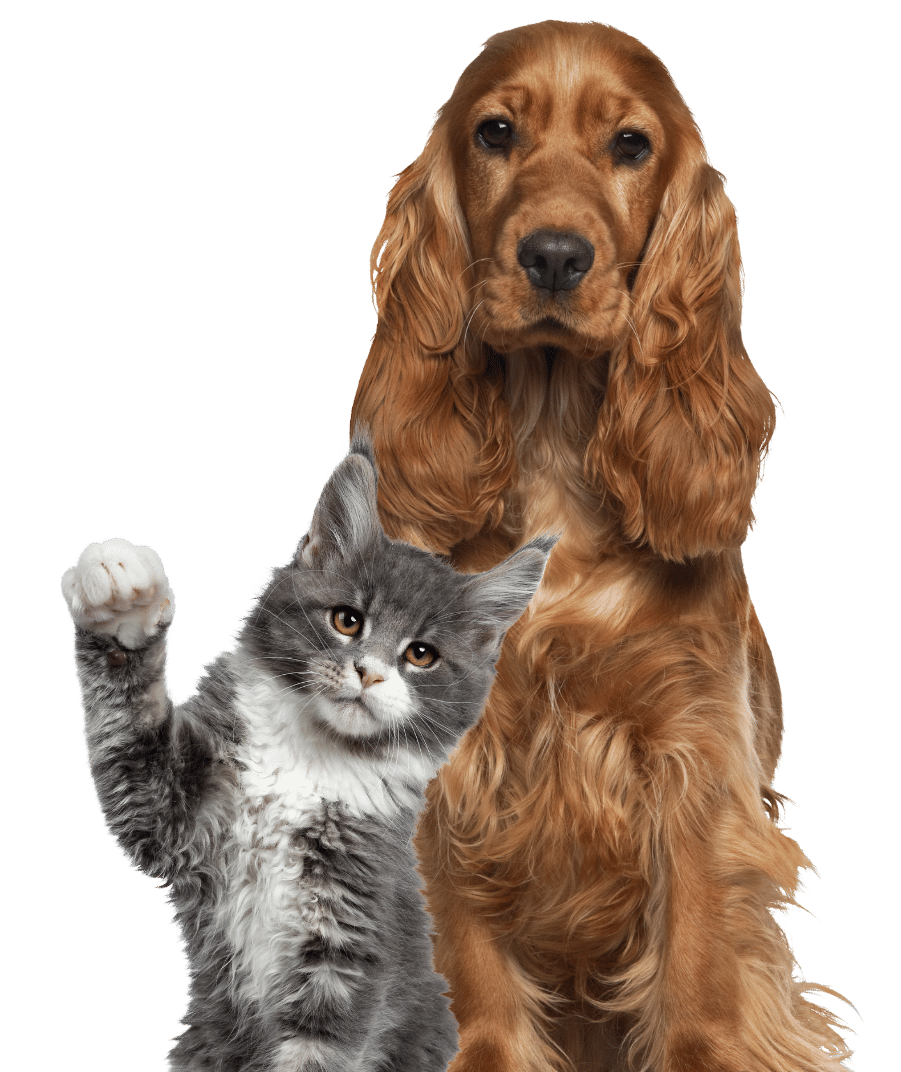 A dog and a cat comfortably seated together on a lush green backdrop