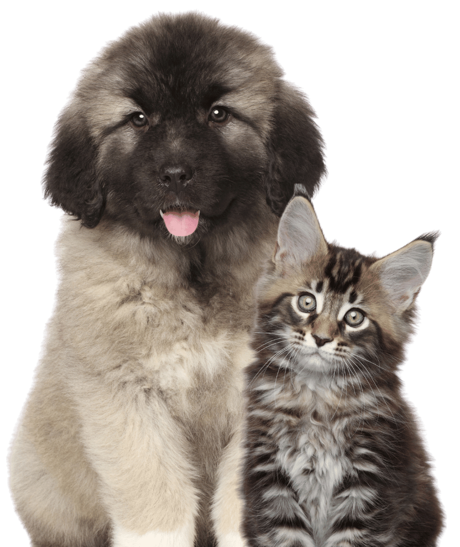A dog and a cat sitting closely next to each other