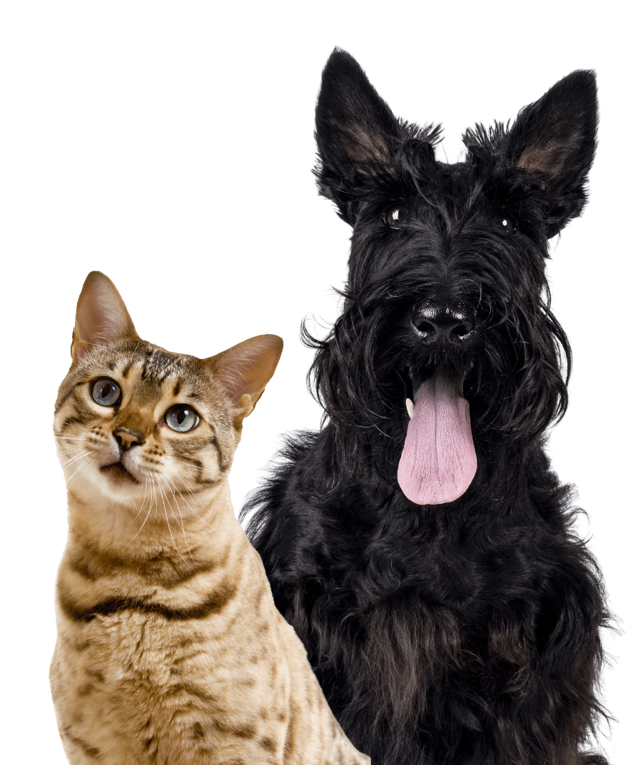 A dog and a cat stand upright side by side