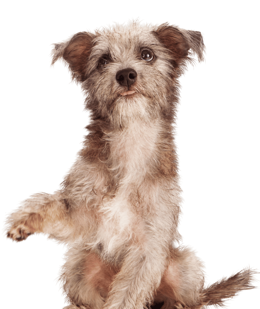 A dog and a cat sitting side by side, both looking content in a cozy