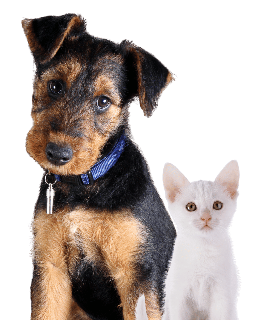 A cat and dog sit side by side against
