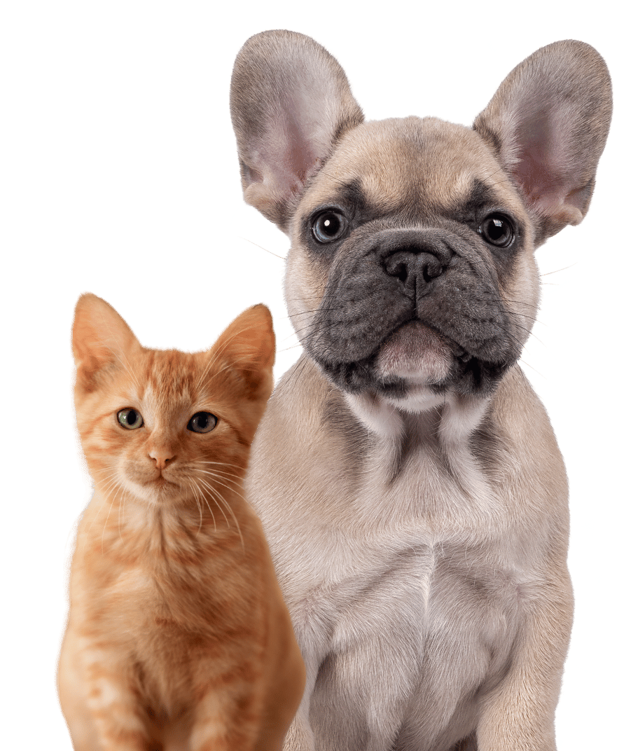 A dog and a cat cuddled together