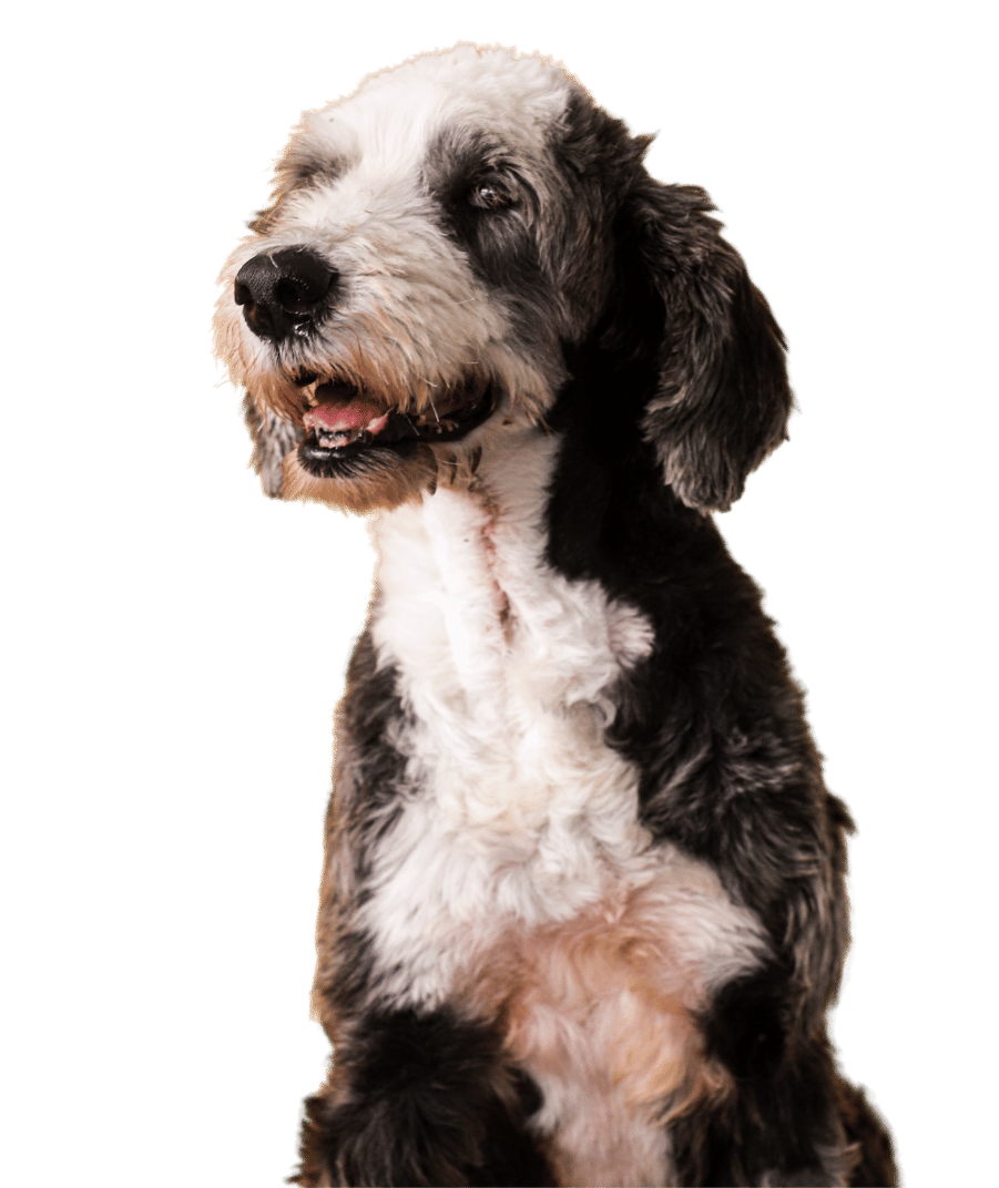 A black and white dog sits beside a black cat