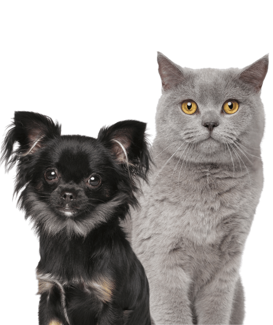 A cat and dog share a moment together